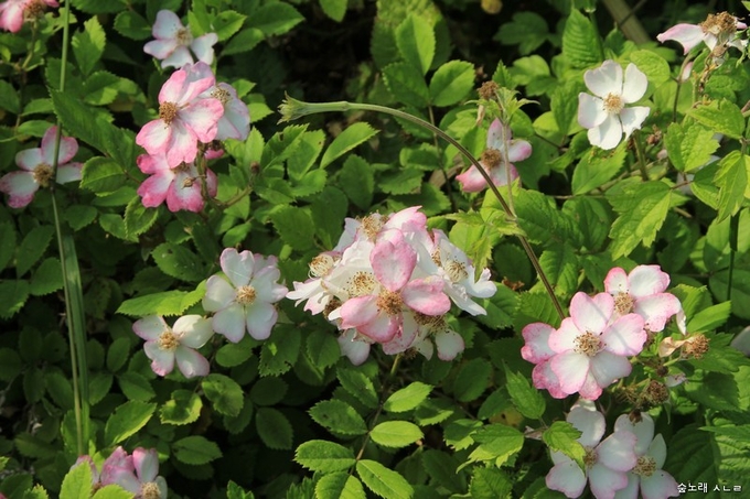 찔레꽃은 그저 찔레꽃이란 이름이기에 수수하면서 곱습니다.